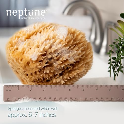 Neptune Caribbean Sea Sponge, Large, Approx. 6-7 in, Exfoliating | Hand cut so size and shape vary slightly. Eco-friendly, biodegradable, ultra-soft for face and body