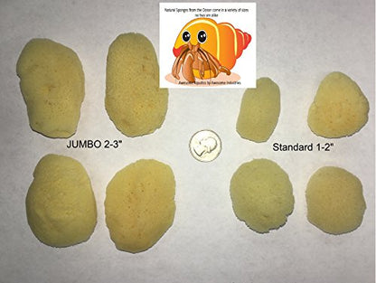 4 Natural Hermit Crab Sea Sponges, Water Dish, Humidity & Habitat | Natural hydration • Maintains humidity • Reusable • Climbing surface • Water Safety • Nutrients • Natural habitat - size: Regular 4 pk