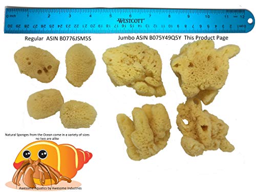 4 Jumbo Natural Hermit Crab Sea Sponges, Water Dish, Humidity & Habitat | Larger • Natural hydration • Maintains humidity • Reusable • Climbing surface • Water Safety • Nutrients • Natural habitat - size: Jumbo 4 pk