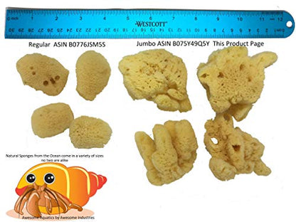 4 Jumbo Natural Hermit Crab Sea Sponges, Water Dish, Humidity & Habitat | Larger • Natural hydration • Maintains humidity • Reusable • Climbing surface • Water Safety • Nutrients • Natural habitat - size: Jumbo 4 pk