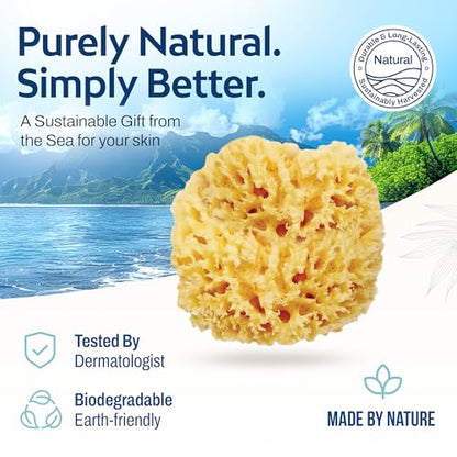 HartFelt Wool Sea Sponge Beauty Box for Delicate Skin | 2 Bath Sponges for Shower Women & Men 4 in | Natural Sponge with Mesh Bag for Cleaning & Drying | Chemical-Free Body Sponge Set - Gift Box - size: 1 Count (Pack of 2), style: Wool Sea Sponge