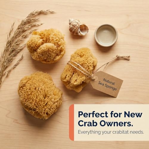 Natural Sea Sponges Hermit Crabs 5 Pack Unbleached, Drinking Aquarium Decor