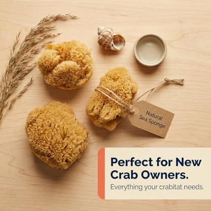 Natural Sea Sponges Hermit Crabs 5 Pack Unbleached, Drinking Aquarium Decor