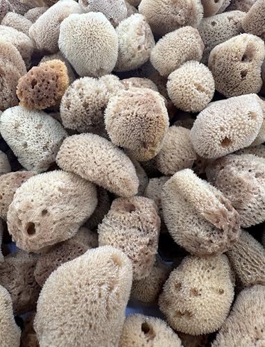 5 Unbleached Natural Hermit Crab Sea Sponges Water Dish Humidity Habitat | Natural hydration Reusable Climbing surface Shelter Enrichment Highly absorbent Long lasting Chemical free Water Safety - size: UnBleached 5 Pk