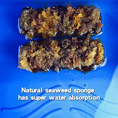 6" Natural Sea Sponge Roller for Wall Texturing & Texture Painting | Knockdown texture tool, produces organic wall textures, perfect for pearlescent art paint & glitter stone application