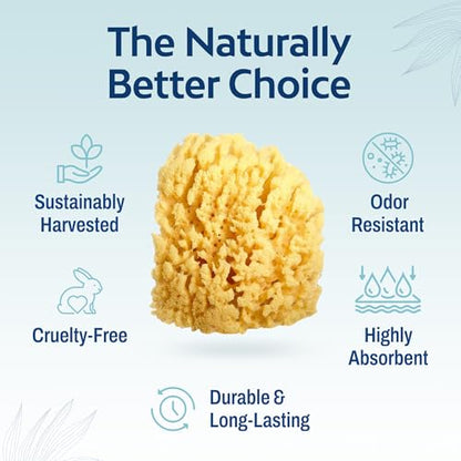HartFelt Gentle Exfoliation Yellow Sea Sponge 4in | Natural Shower Sponges for Bathing for Men and Women | Rich Lather - size: 1 Count (Pack of 1), style: Yellow Sea Sponge