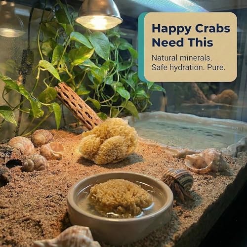 Natural Sea Sponges Hermit Crabs 5 Pack Unbleached, Drinking Aquarium Decor