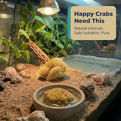 Natural Sea Sponges Hermit Crabs 5 Pack Unbleached, Drinking Aquarium Decor