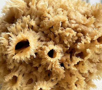 Sea Wool Art Sponge, Professional 5"-6" Unbleached, Faux Finish & Limestone | Premium grade sea wool, 5"-6". Varied pores for natural texturing. Limestone, Venetian plaster, marbling & faux finishes.