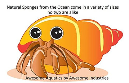 4 Jumbo Natural Hermit Crab Sea Sponges, Water Dish, Humidity & Habitat | Larger • Natural hydration • Maintains humidity • Reusable • Climbing surface • Water Safety • Nutrients • Natural habitat - size: Jumbo 4 pk