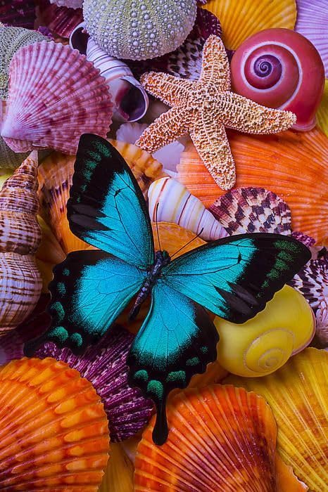 EIBEILI Butterfly Diamond Art Kits for Adults,Shell Diamond Painting Kits for Adults Beginner,5D DIY Full Round Drill Diamond Dots Paintings for Home Wall Decor Gift 12X16inch - color: DP02262