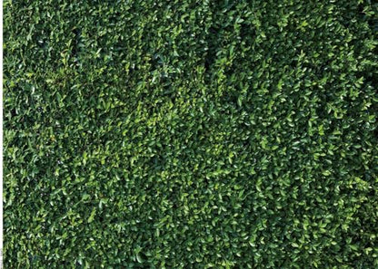 9X6FT Grass Wall Backdrop Nature Theme Green Leaves Backdrops Lawn Grass Photography Studio Props Backgrounds Party Decoration Banner Photoshoot Photo Booth Vinyl Backdrop PCK41A - size: 9X6FT